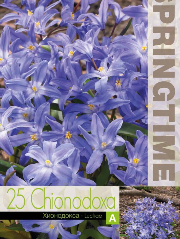 Chionodoxa Luciliae - RB