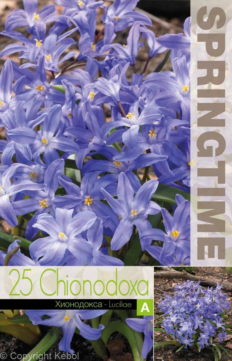 Chionodoxa Luciliae - RB