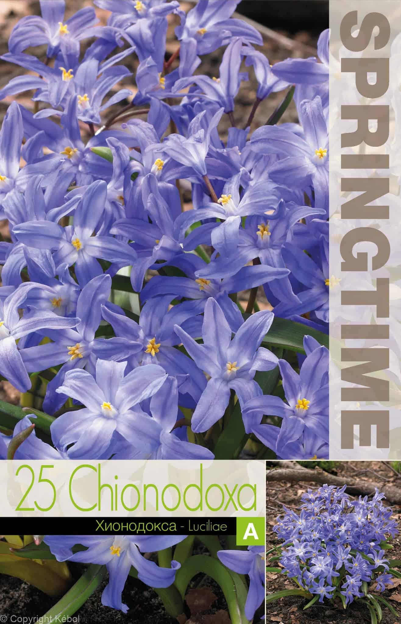 Chionodoxa Luciliae - RB