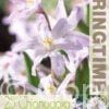 Chionodoxa Pink Giant - RB