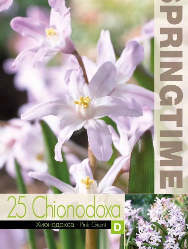 Chionodoxa Pink Giant - RB