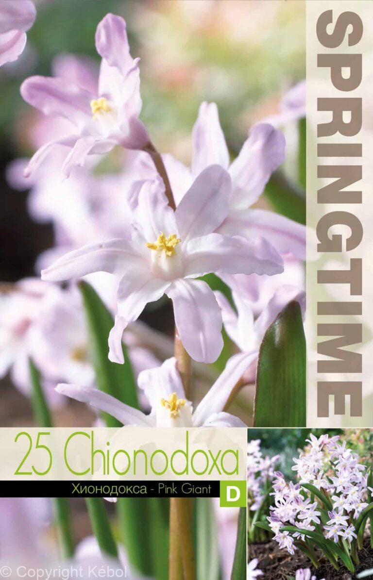 Chionodoxa Pink Giant - RB
