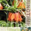 Fritillaria Imp. Aurora - RB
