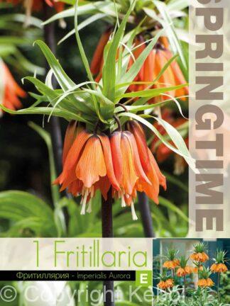 Fritillaria Imp. Aurora - RB