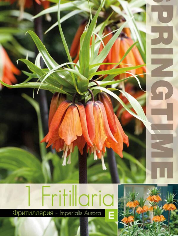 Fritillaria Imp. Aurora - RB