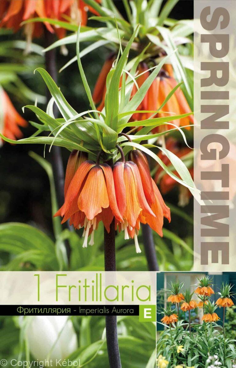 Fritillaria Imp. Aurora - RB
