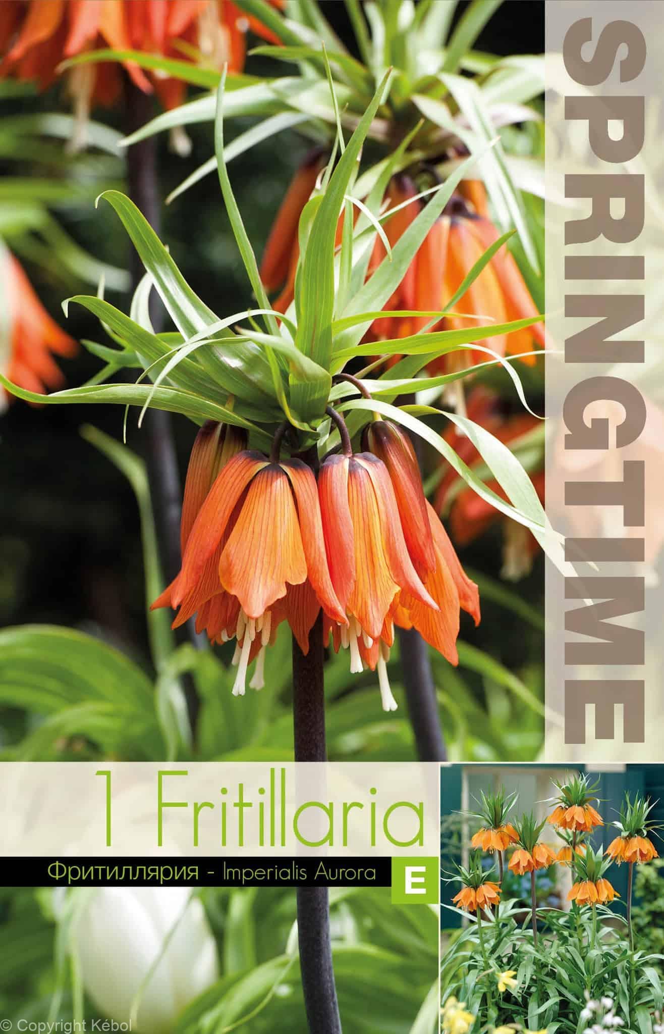 Fritillaria Imp. Aurora - RB
