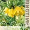 Fritillaria Imp. Lutea - RB