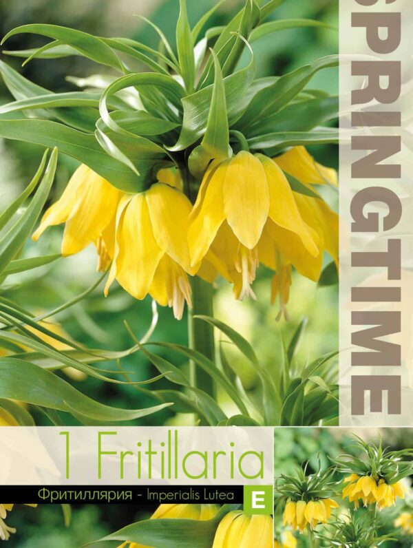 Fritillaria Imp. Lutea - RB
