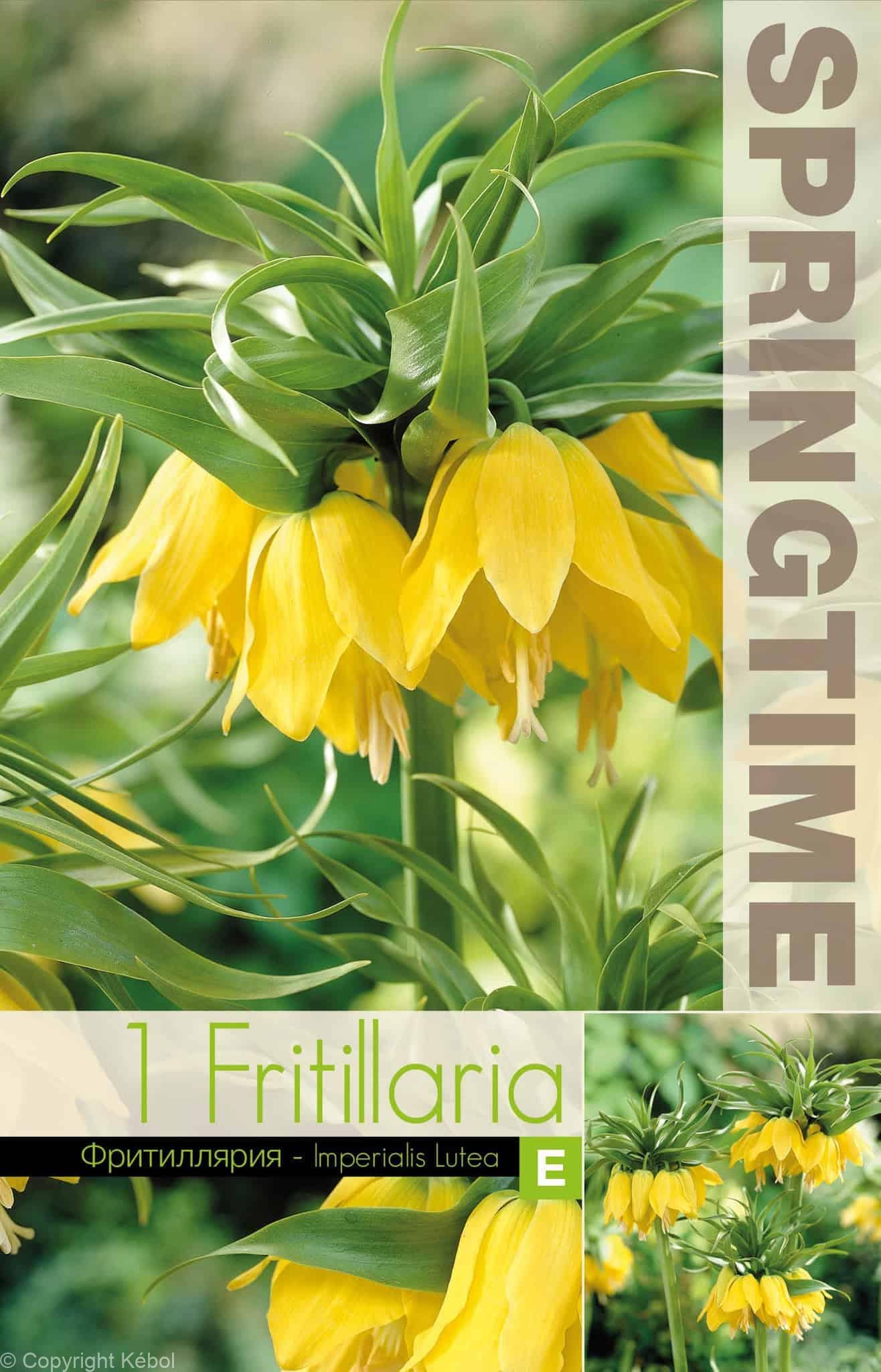 Fritillaria Imp. Lutea - RB