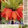 Fritillaria Imp. Rubra - RB