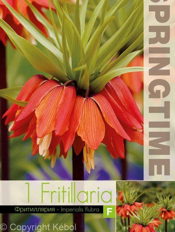 Fritillaria Imp. Rubra - RB