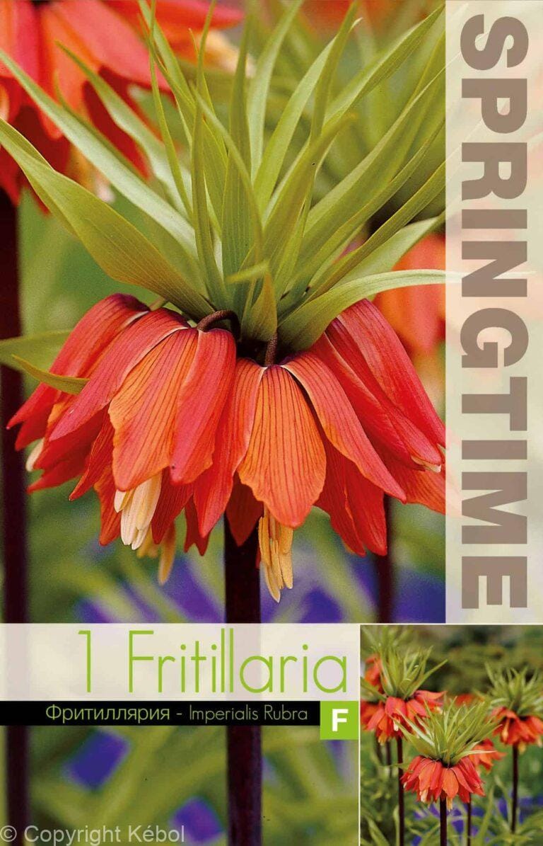 Fritillaria Imp. Rubra - RB