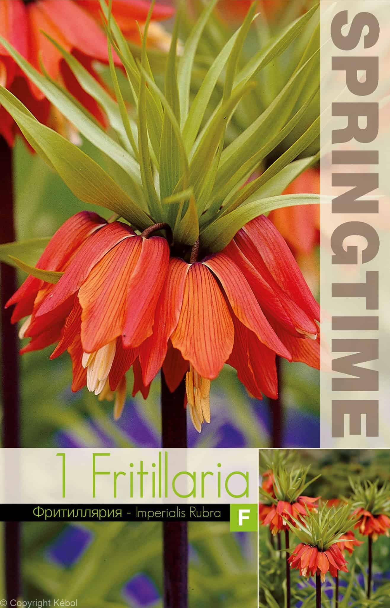 Fritillaria Imp. Rubra - RB