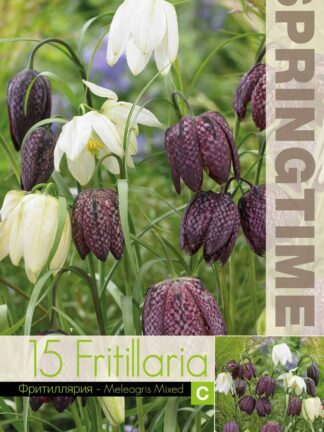 Fritillaria Meleagris Mixed - RB