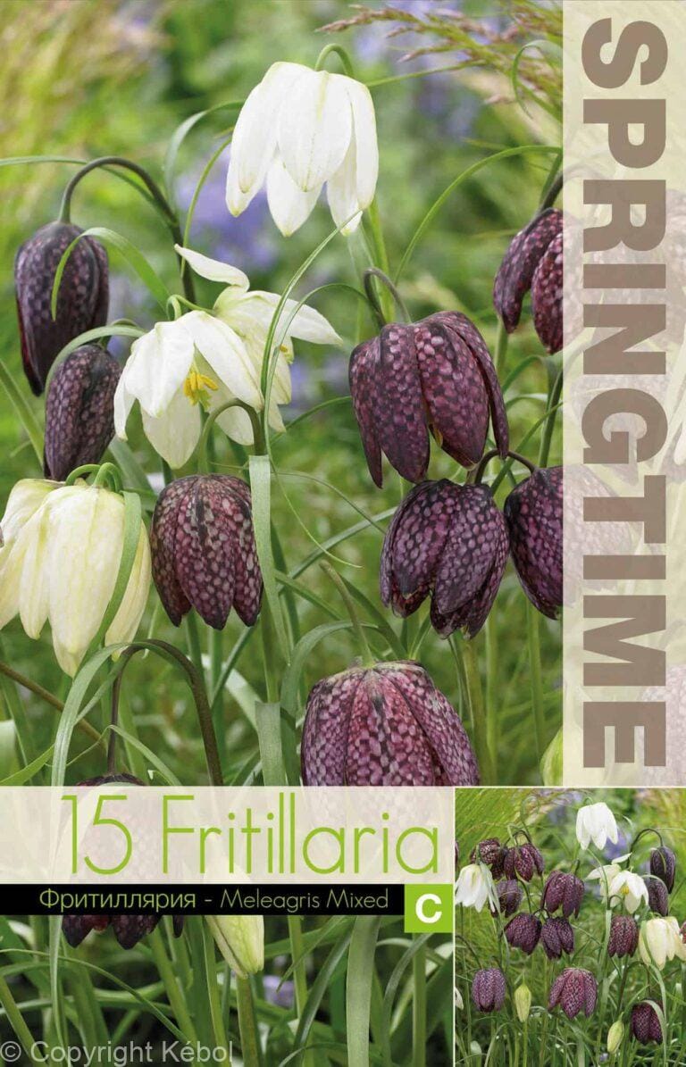 Fritillaria Meleagris Mixed - RB