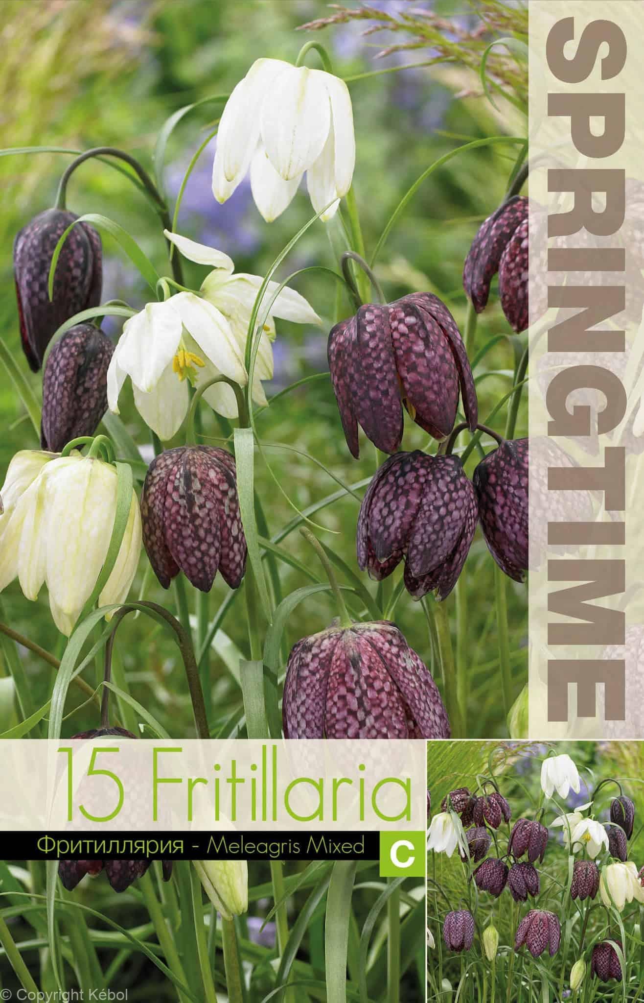 Fritillaria Meleagris Mixed - RB