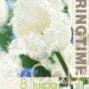 Tulipa Honeymoon - RB