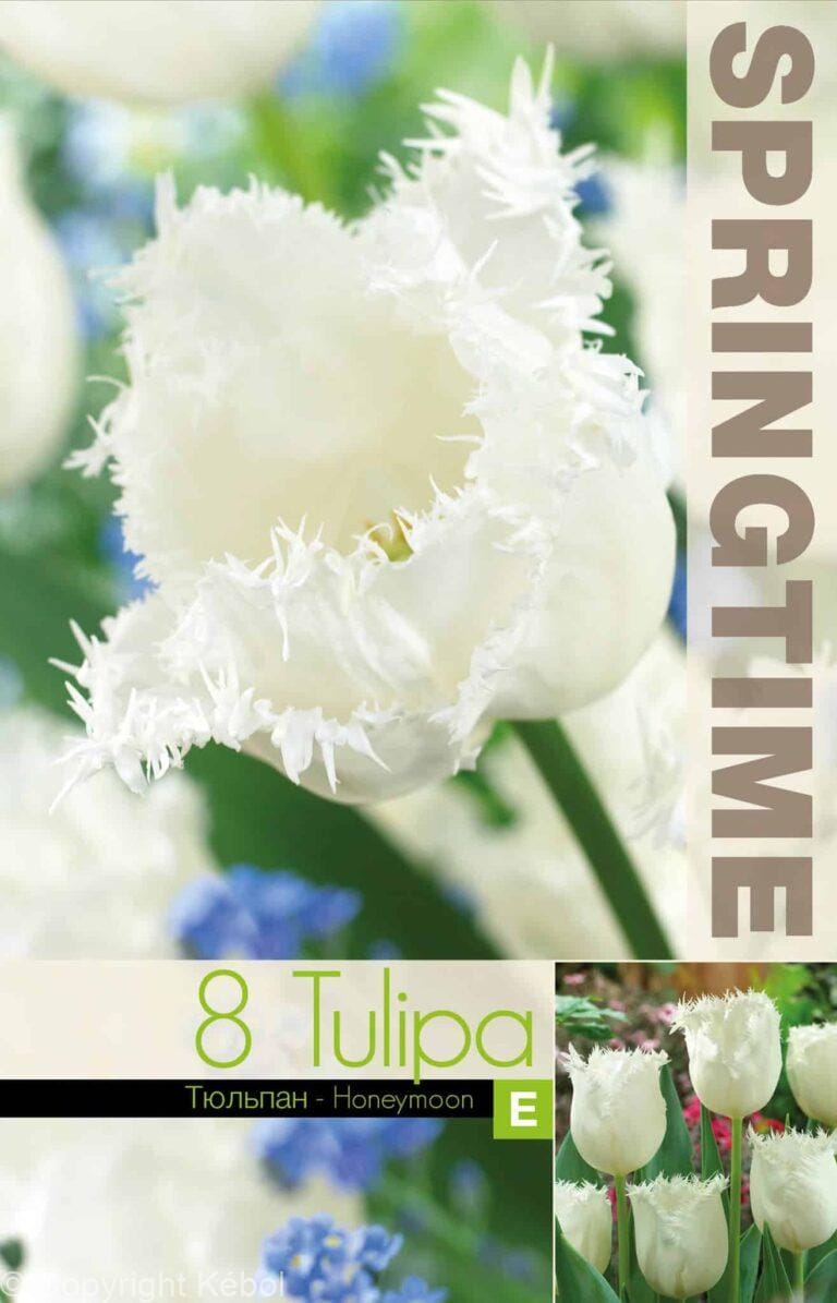 Tulipa Honeymoon - RB