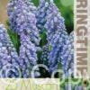 Muscari Armeniacum - RB