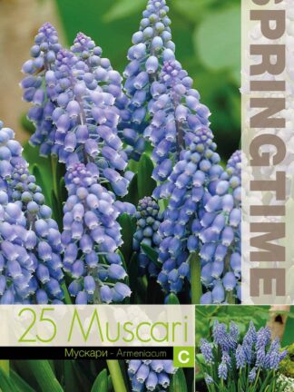 Muscari Armeniacum - RB