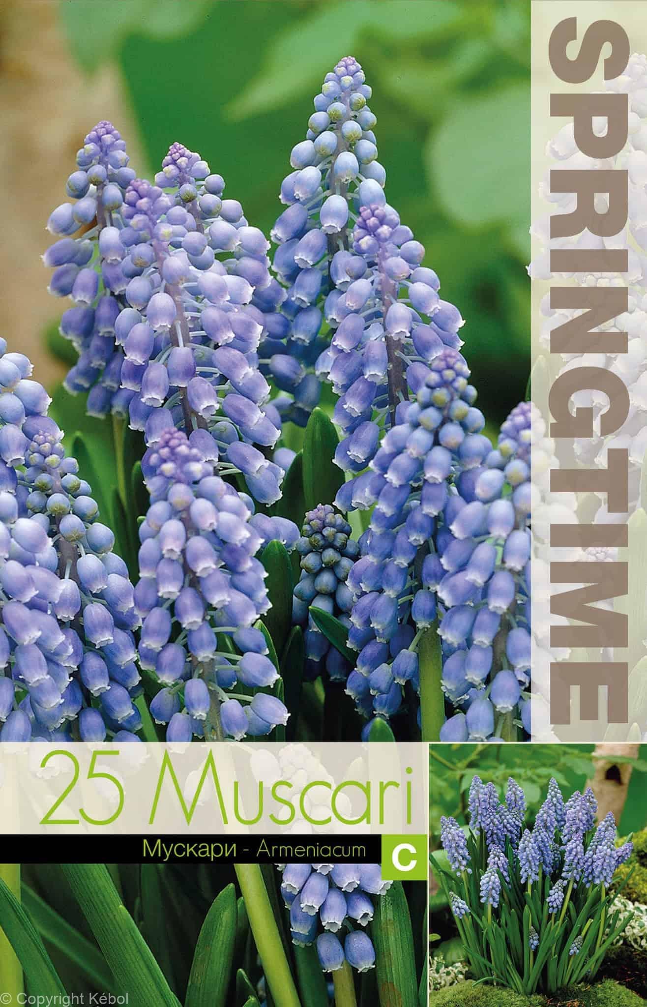 Muscari Armeniacum - RB
