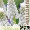 Muscari Botryoides Album - RB