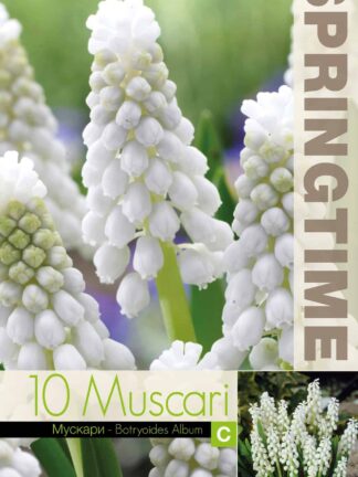 Muscari Botryoides Album - RB