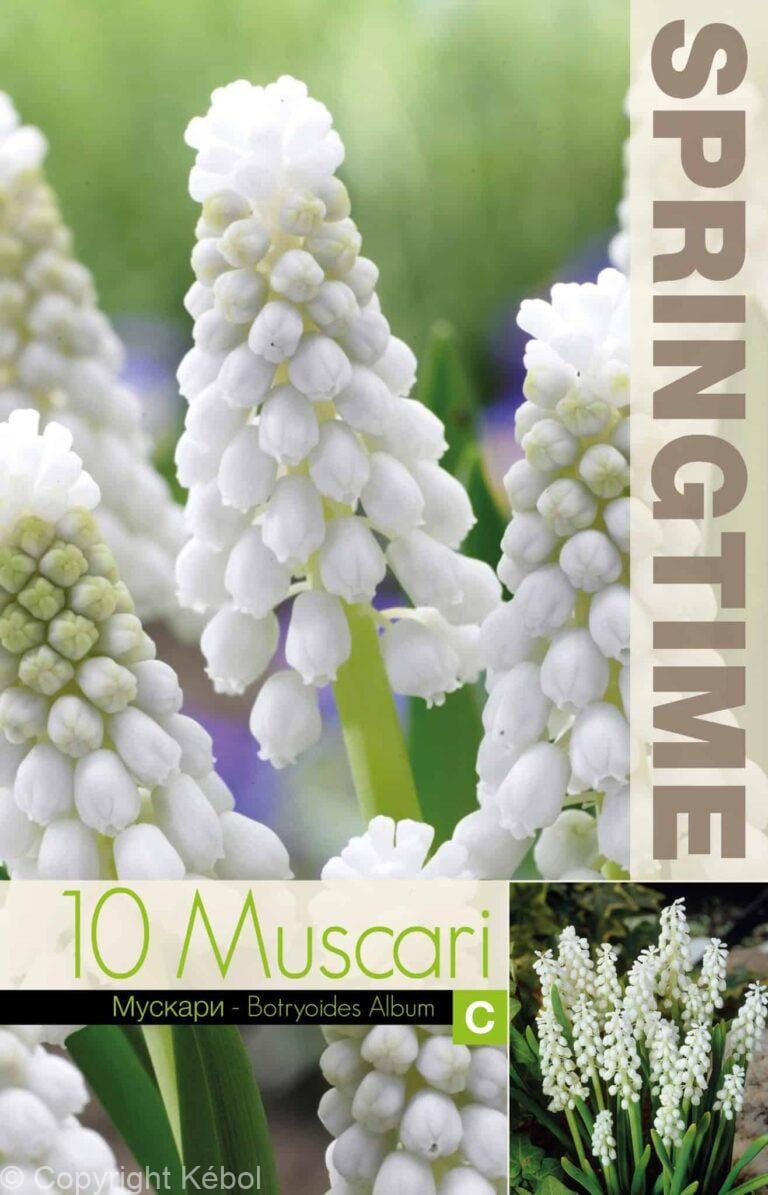 Muscari Botryoides Album - RB