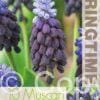 Muscari Latifolium - RB