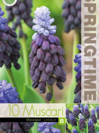 Muscari Latifolium - RB