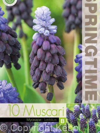 Muscari Latifolium - RB