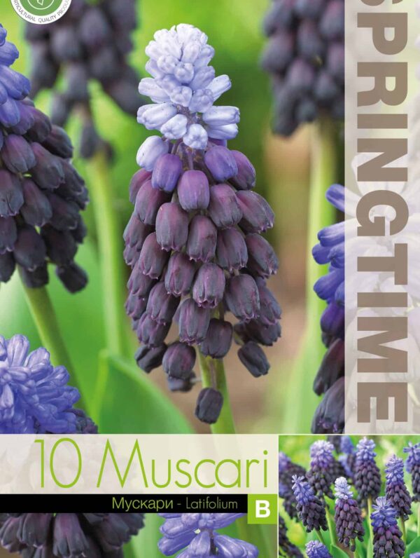 Muscari Latifolium - RB