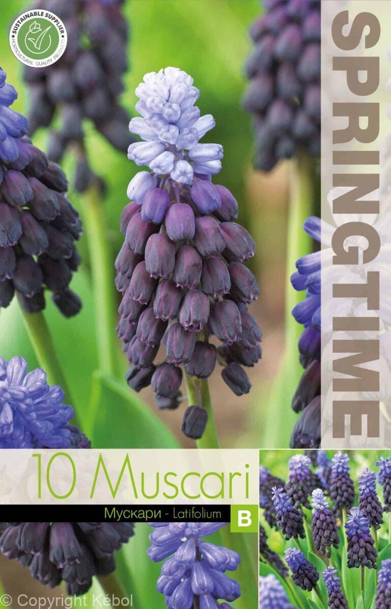 Muscari Latifolium - RB