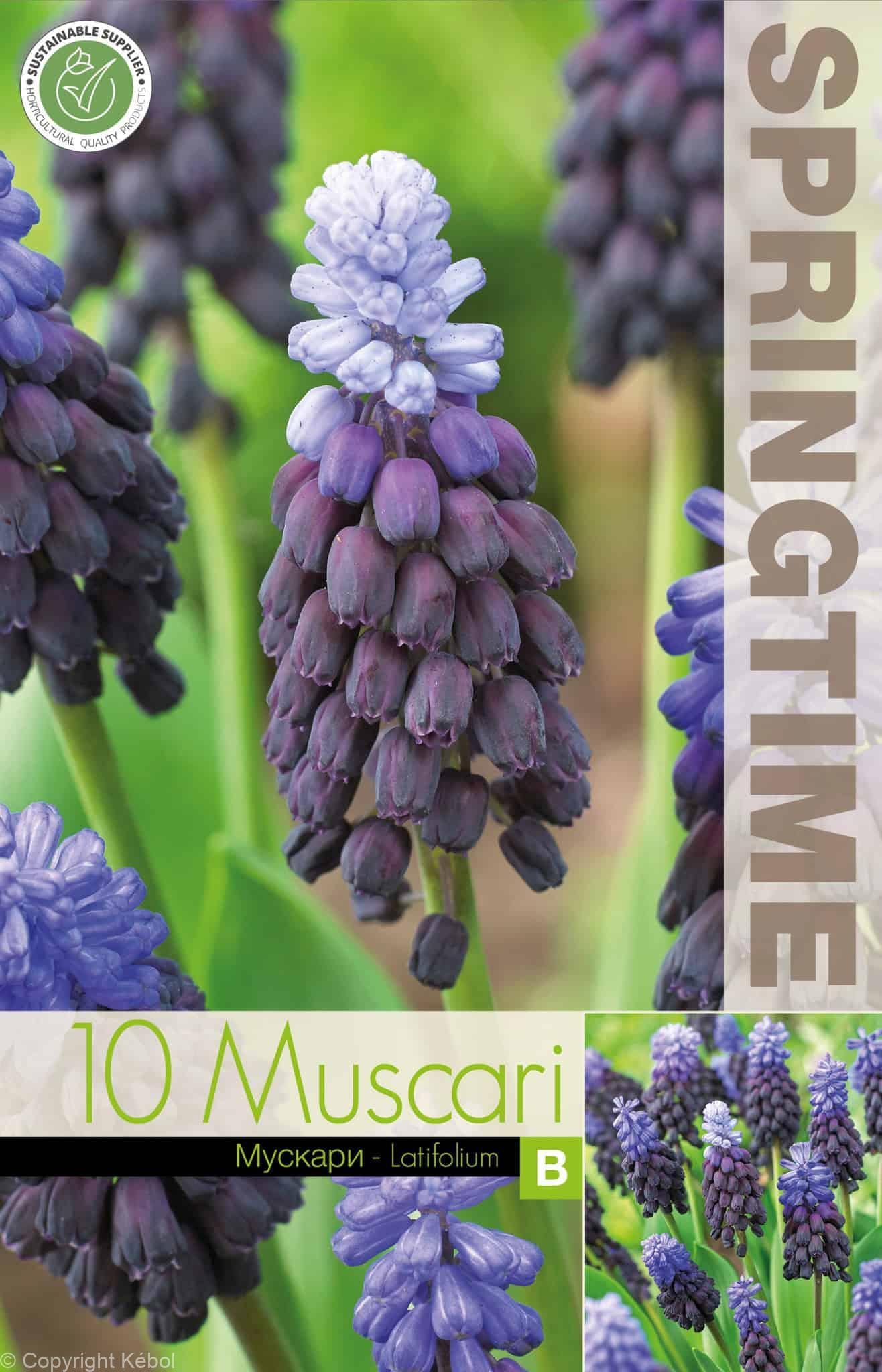 Muscari Latifolium - RB