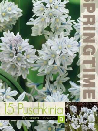 Puschkinia Libanotica - RB