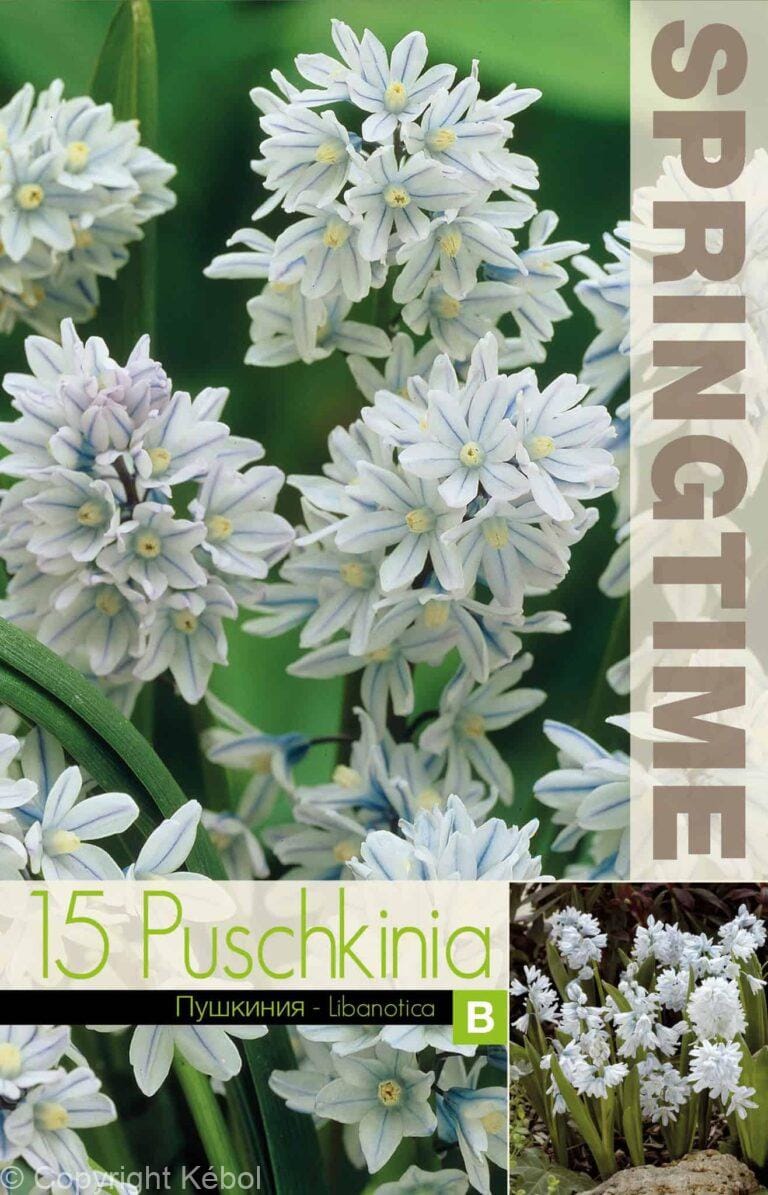 Puschkinia Libanotica - RB