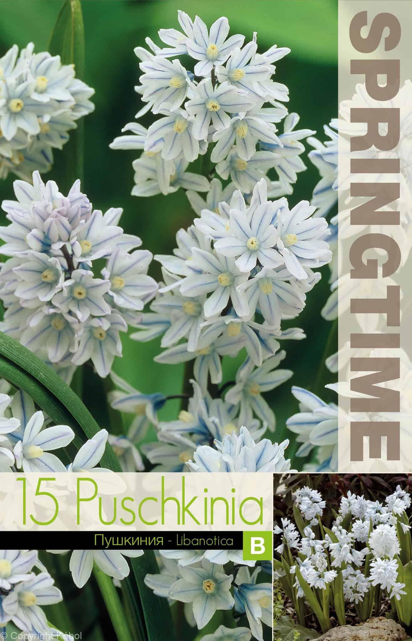 Puschkinia Libanotica - RB