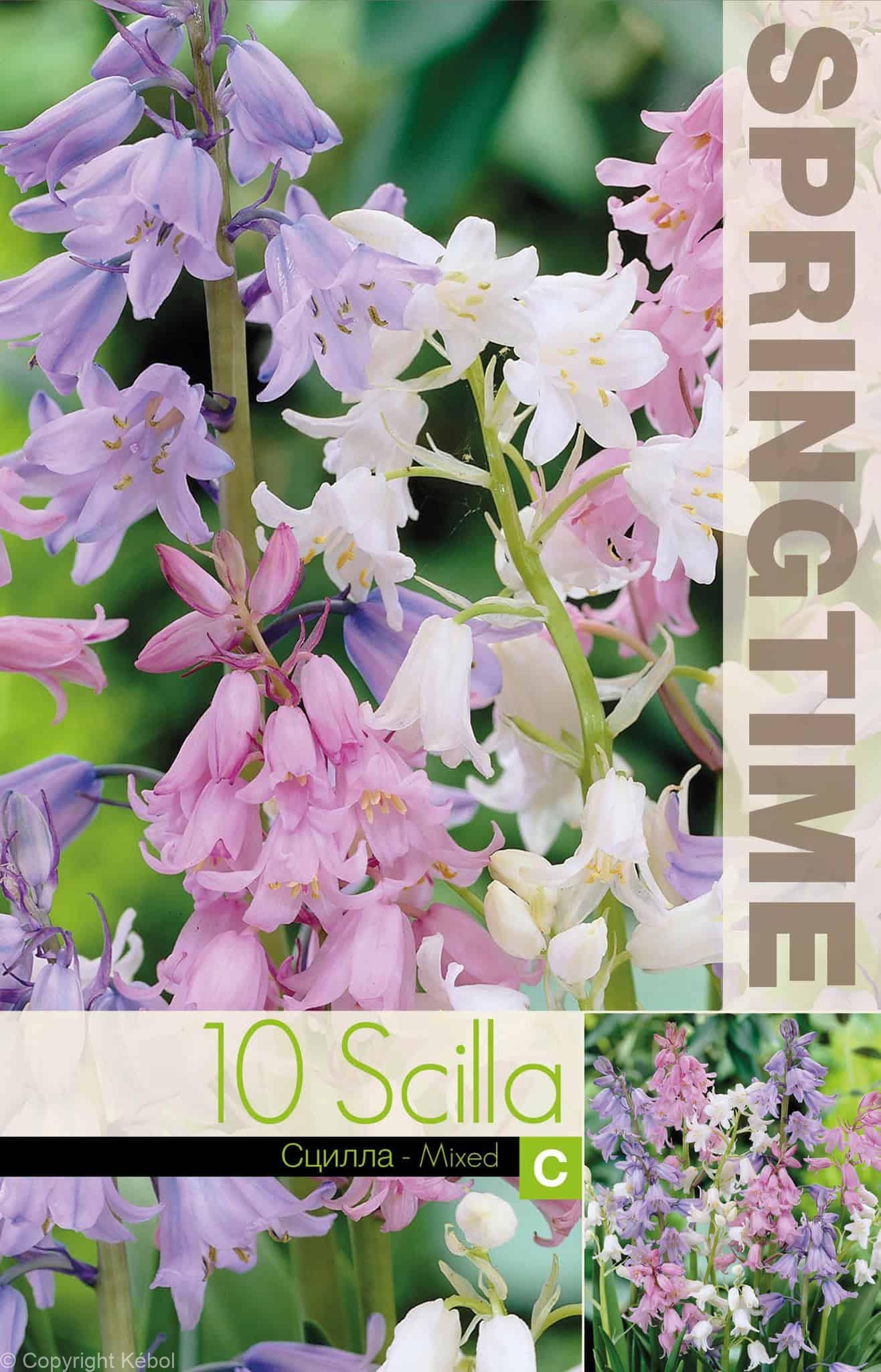 Scilla Campanulata Mixed - RB