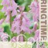 Scilla Hispanica The Rose - RB