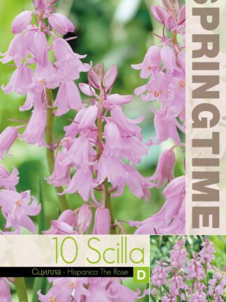 Scilla Hispanica The Rose - RB