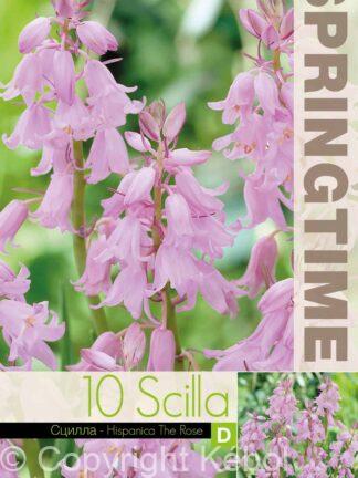 Scilla Hispanica The Rose - RB