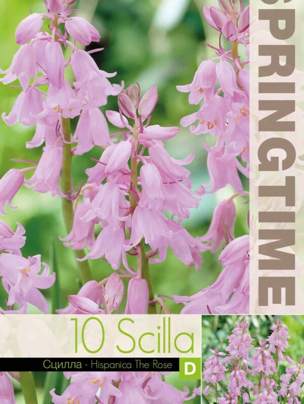 Scilla Hispanica The Rose - RB
