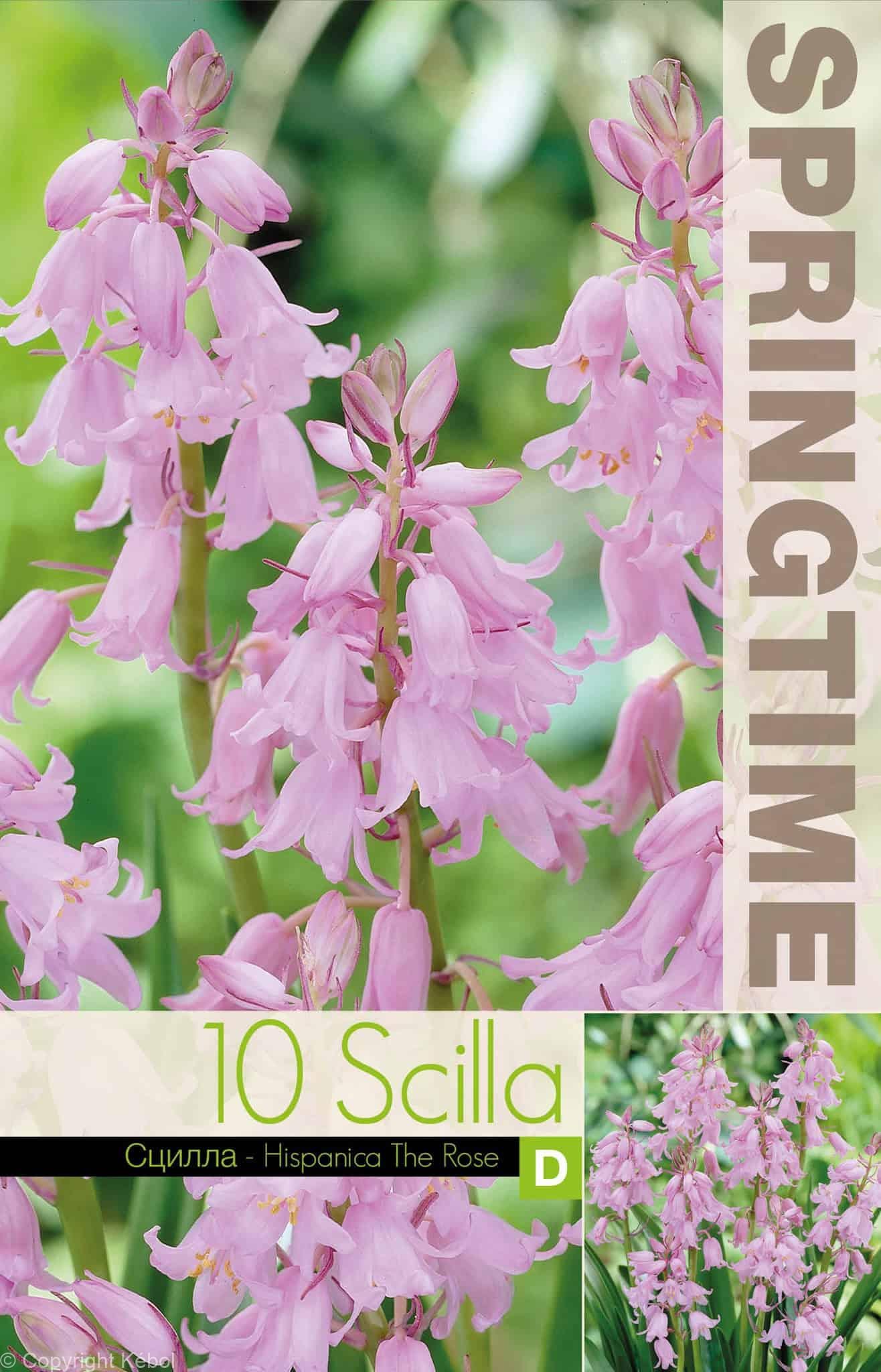 Scilla Hispanica The Rose - RB