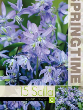 Scilla Siberica - RB