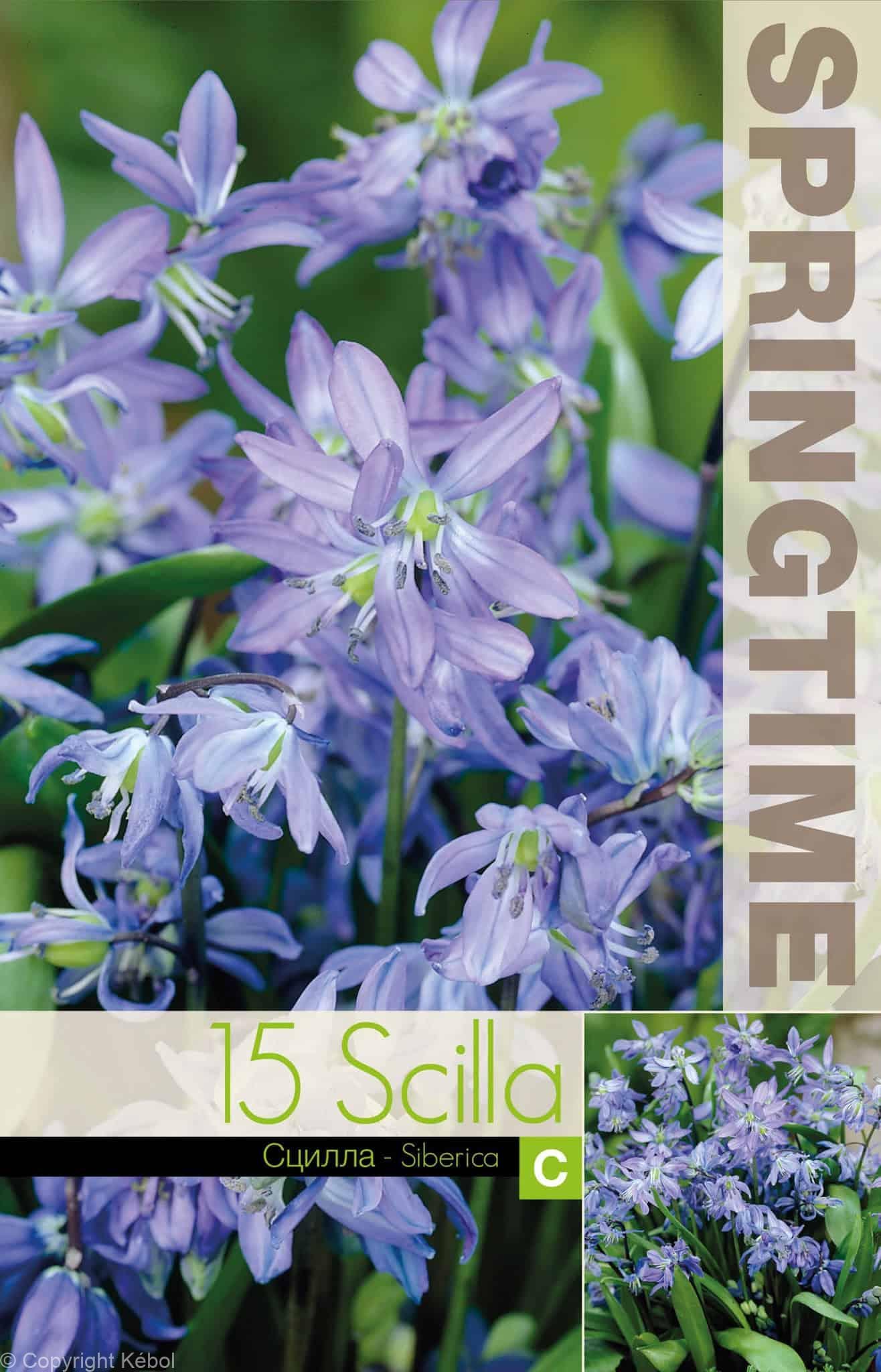 Scilla Siberica - RB