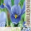 Iris Reticulata Alida - RB