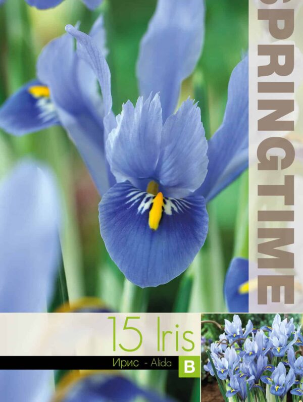 Iris Reticulata Alida - RB