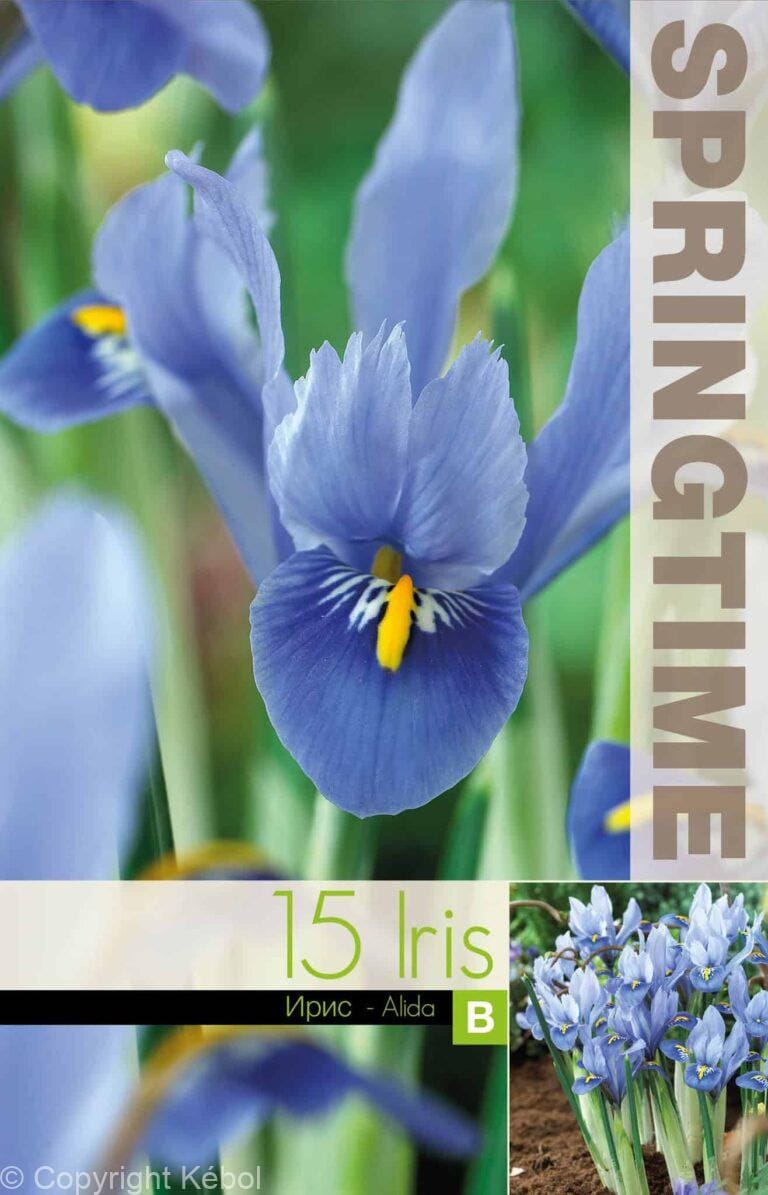 Iris Reticulata Alida - RB