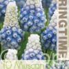Muscari Mountain Lady - RB